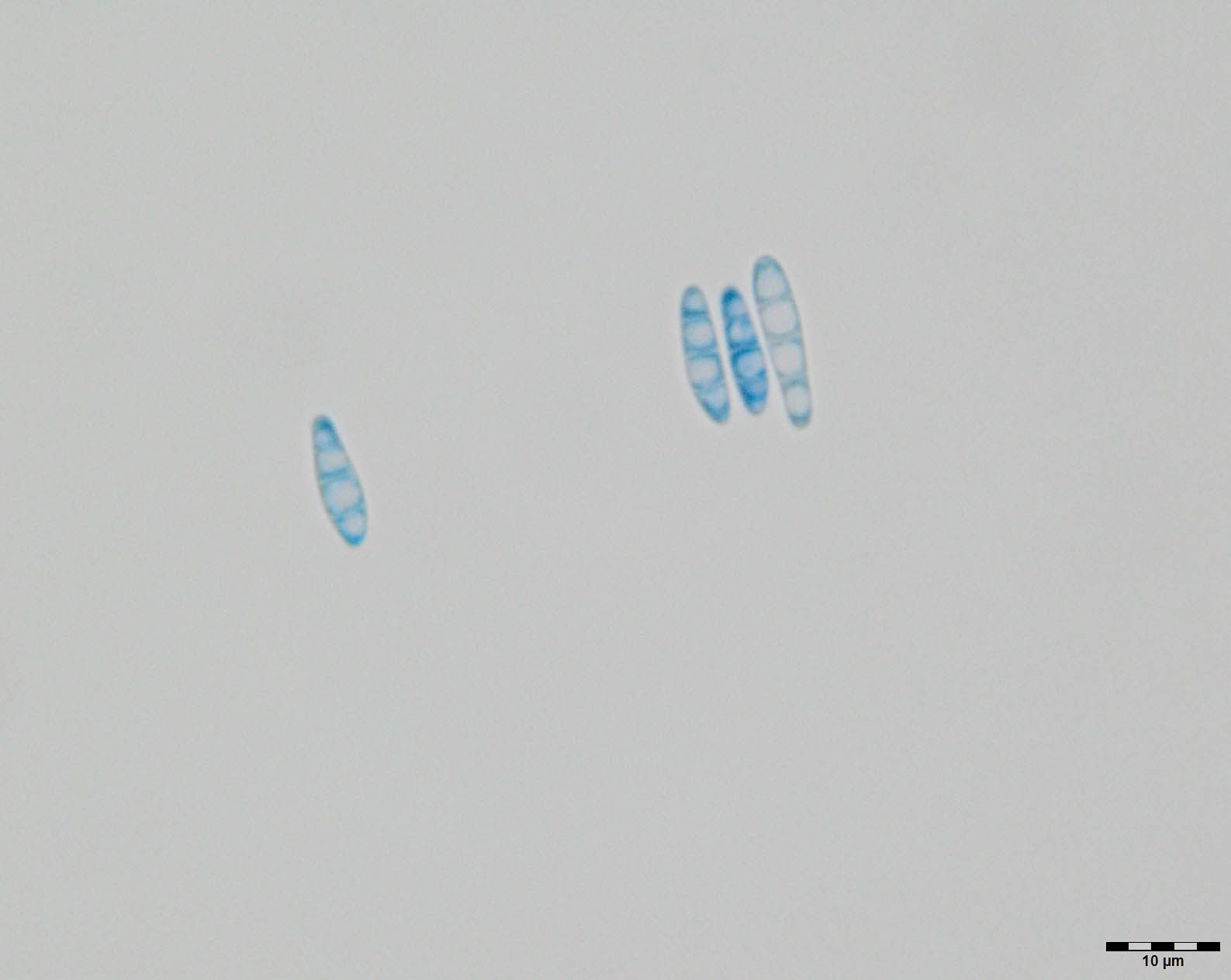 Cryptodiscus stereicola image