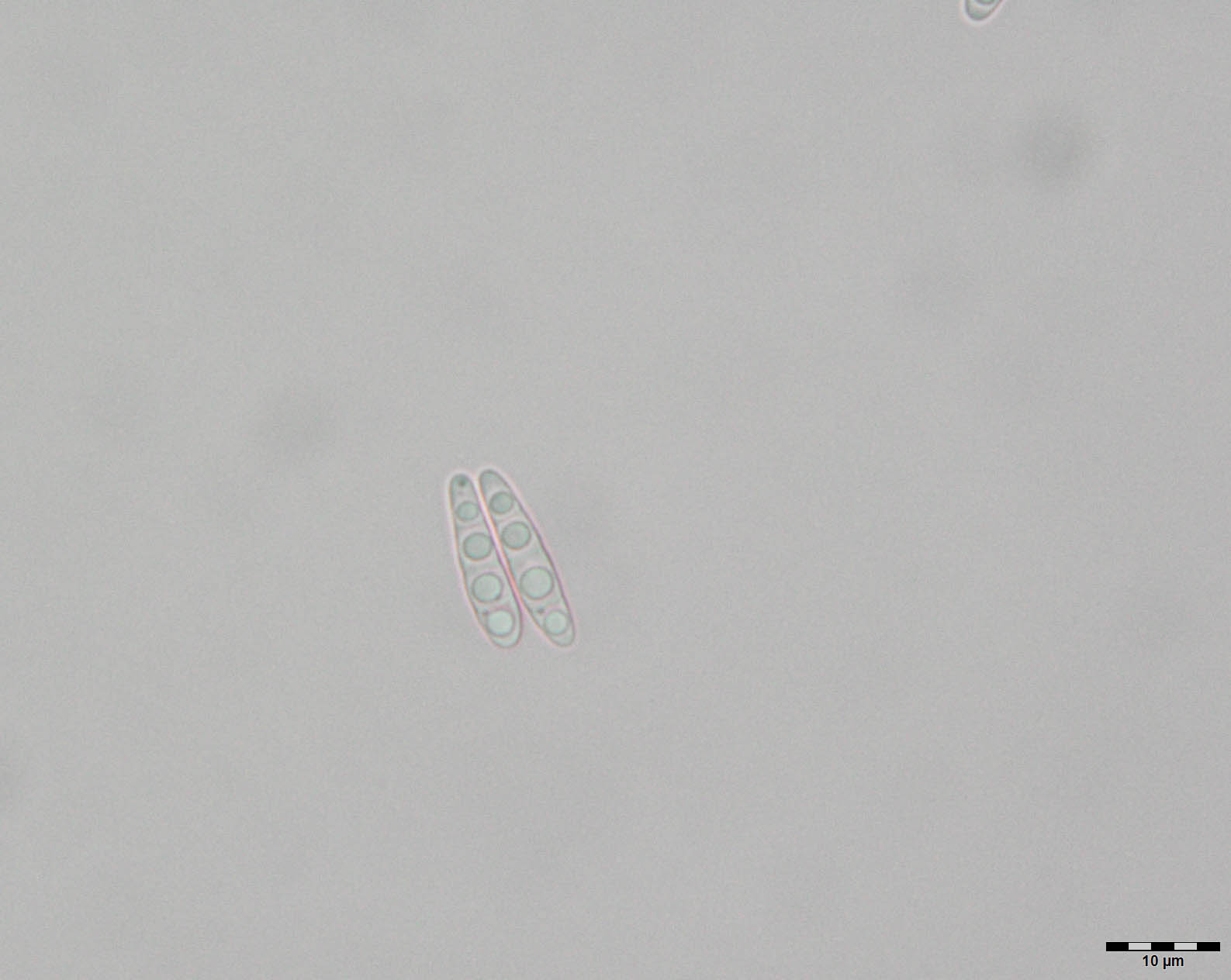 Cryptodiscus stereicola image