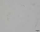 Cryptodiscus stereicola image