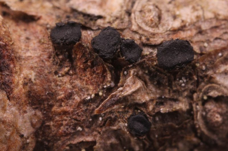 Dermea balsamea image