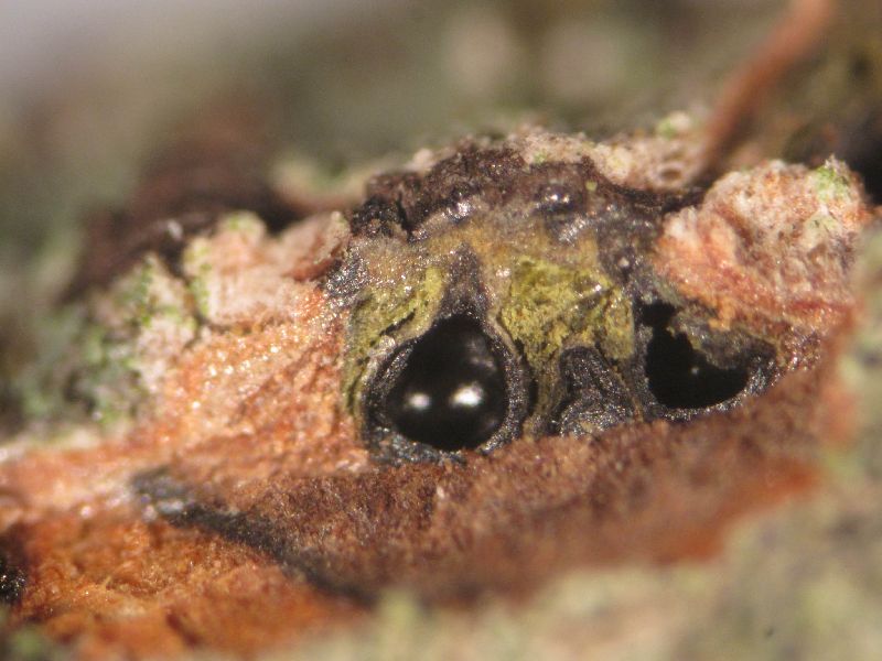 Diatrypella frostii image