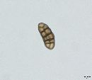 Dyrithium lividum image