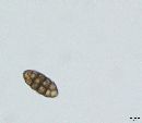 Dyrithium lividum image