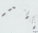 Dyrithium lividum image