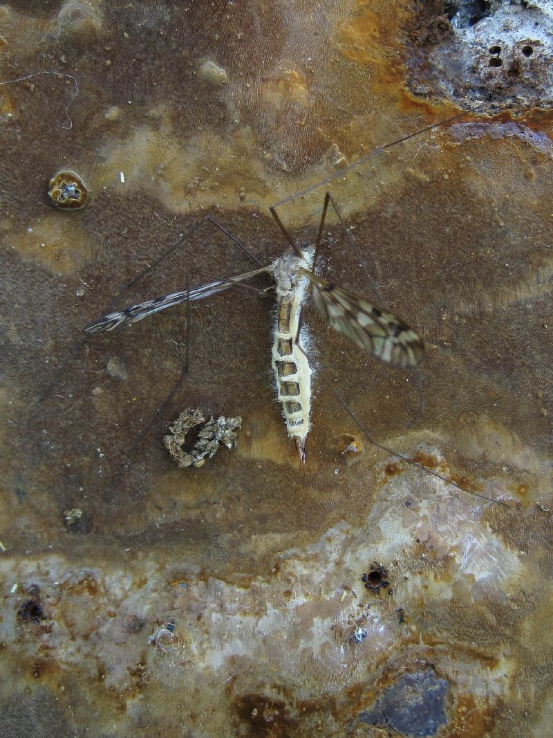 Eryniopsis caroliniana image