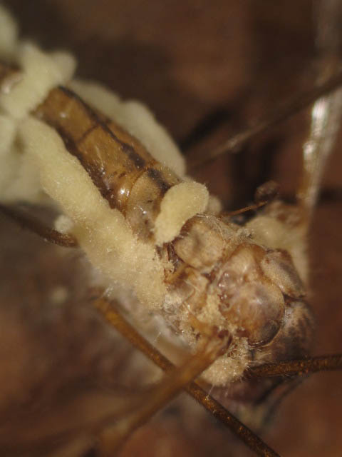 Eryniopsis image