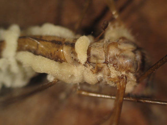 Eryniopsis caroliniana image