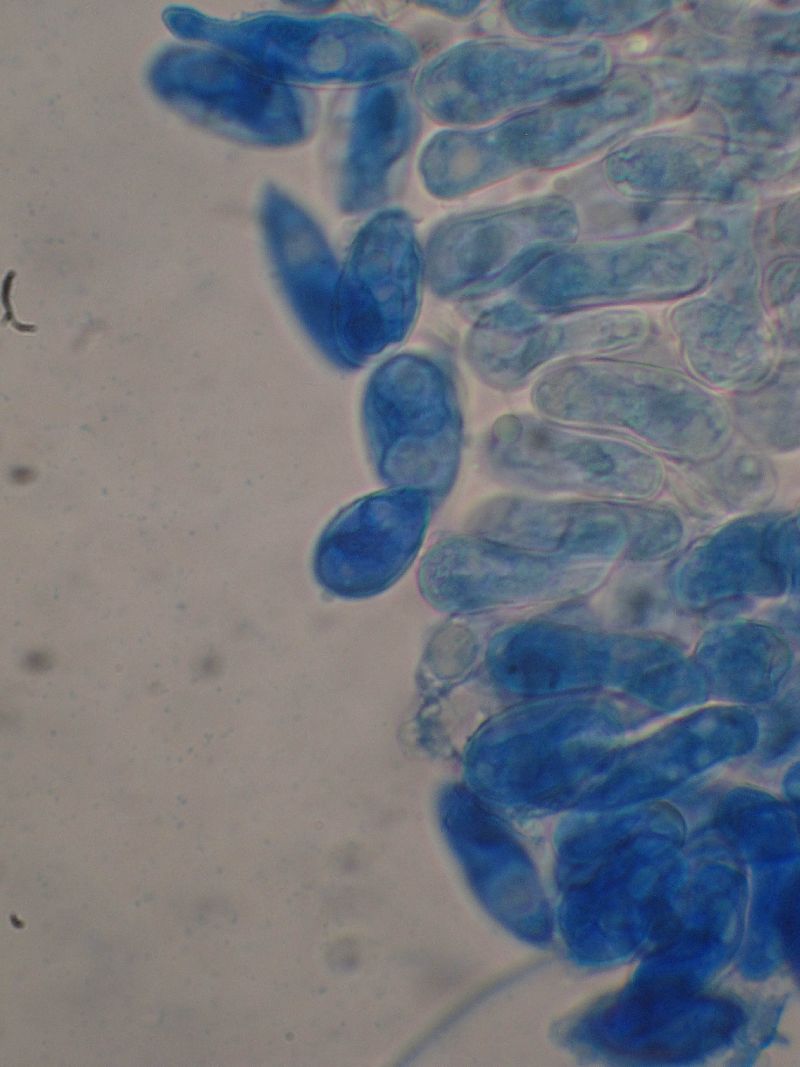 Eryniopsis caroliniana image