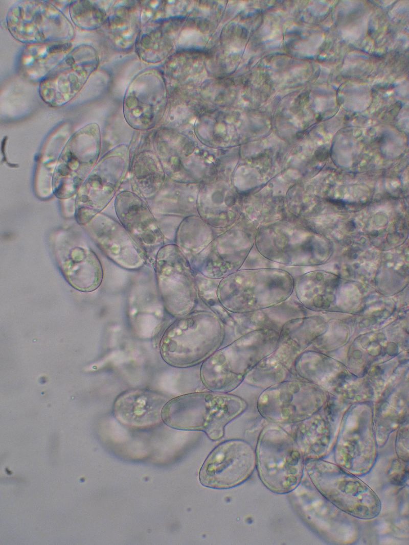 Eryniopsis image