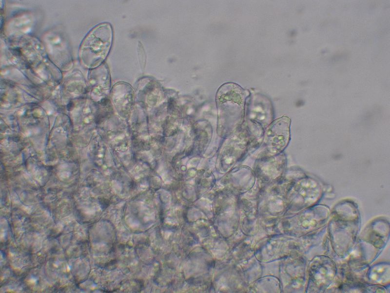 Eryniopsis image