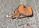 Galiella rufa image