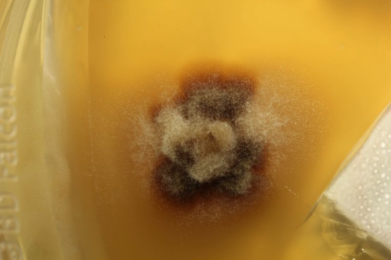 Geocoryne variispora image
