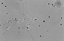 Geocoryne variispora image