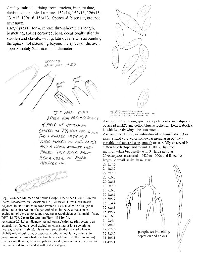 Geocoryne variispora image