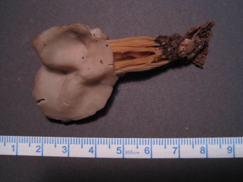 Helvella lactea image