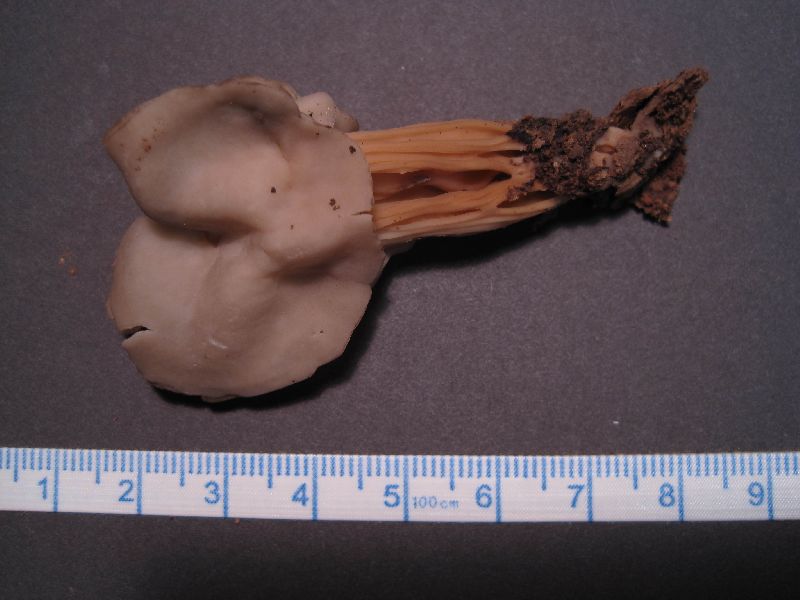 Helvella lactea image