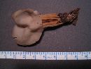 Helvella lactea image