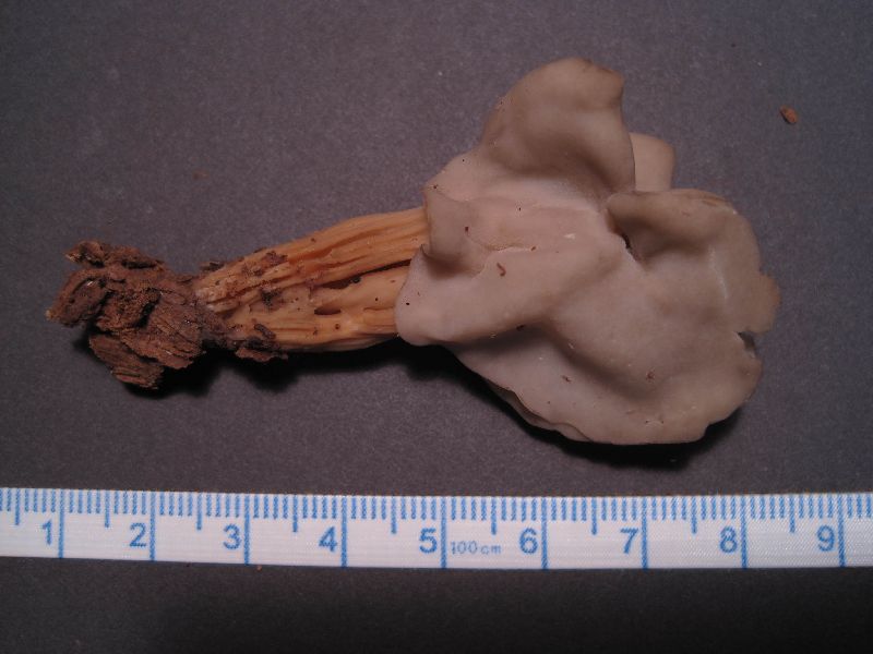 Helvella lactea image