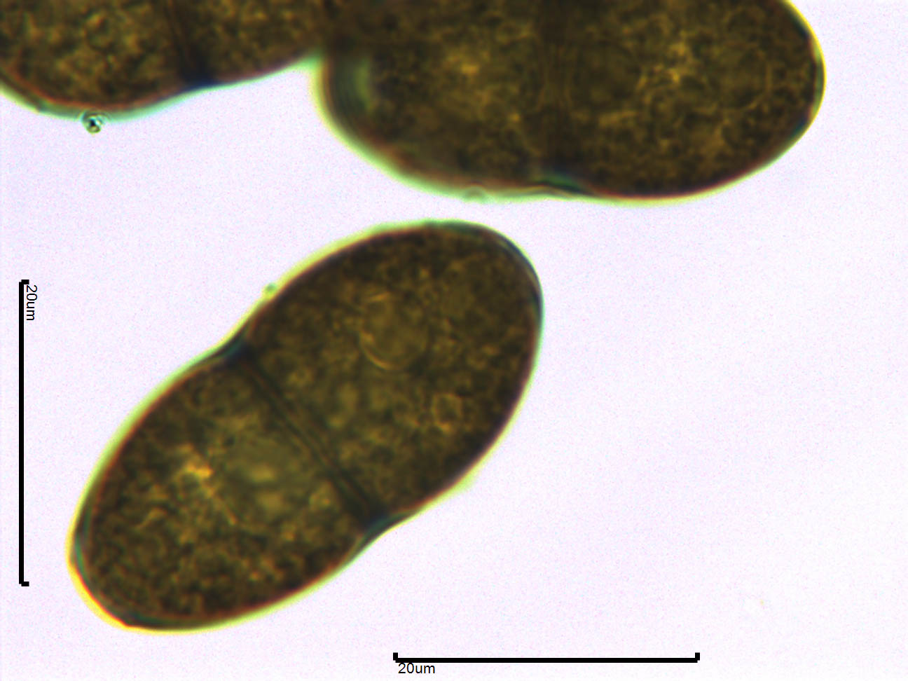 Holmiella sabina image