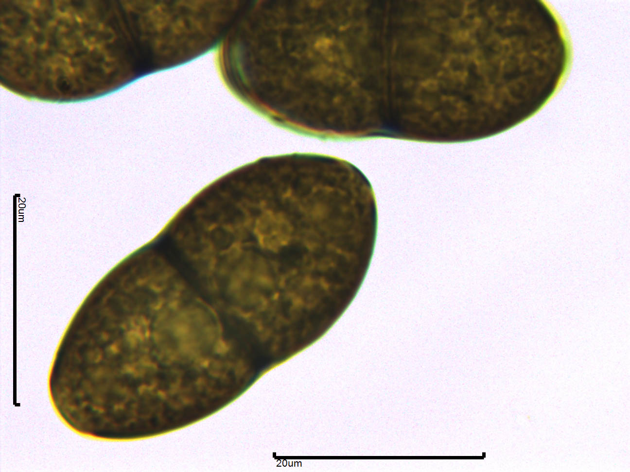 Holmiella sabina image