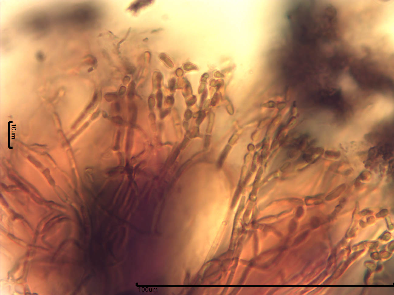 Holmiella sabina image