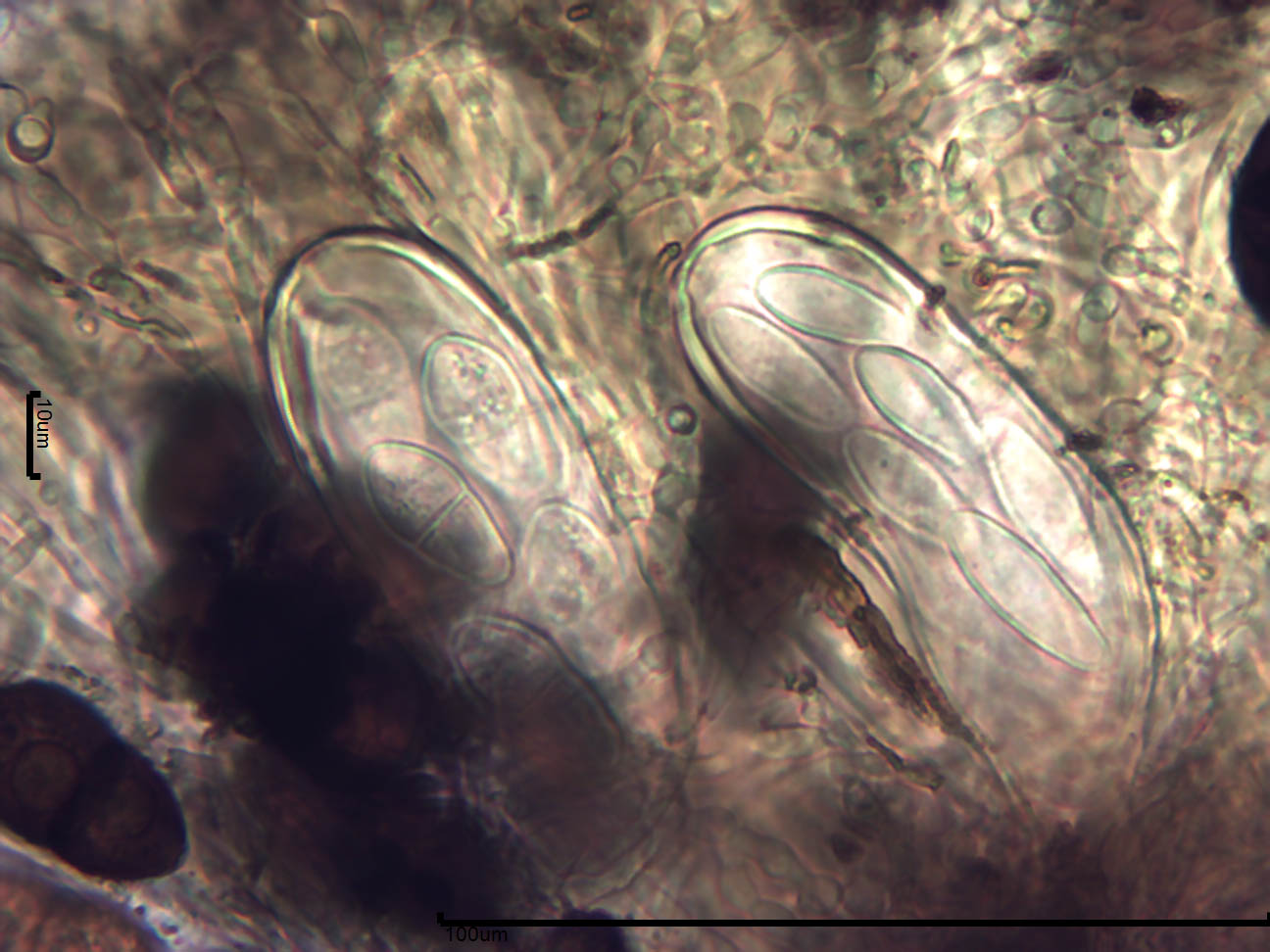 Holmiella sabina image