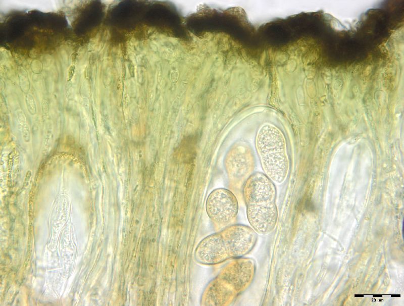 Holmiella sabina image