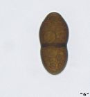 Holmiella sabina image