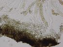 Melanomma pulvis-pyrius image