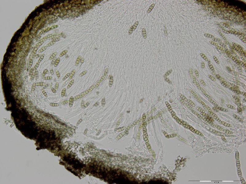 Melanomma pulvis-pyrius image