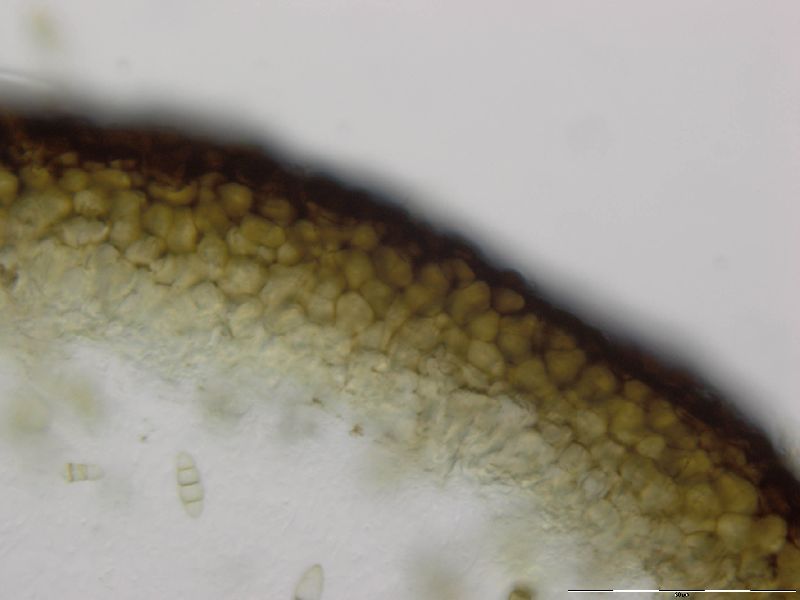 Melanomma pulvis-pyrius image
