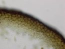 Melanomma pulvis-pyrius image