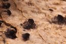 Navicella pileata image