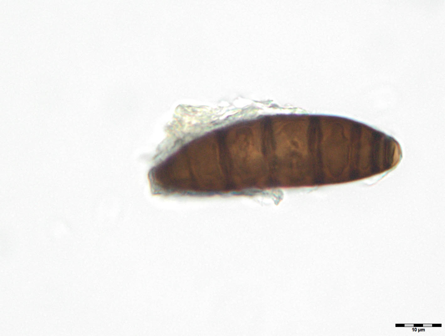 Navicella pileata image