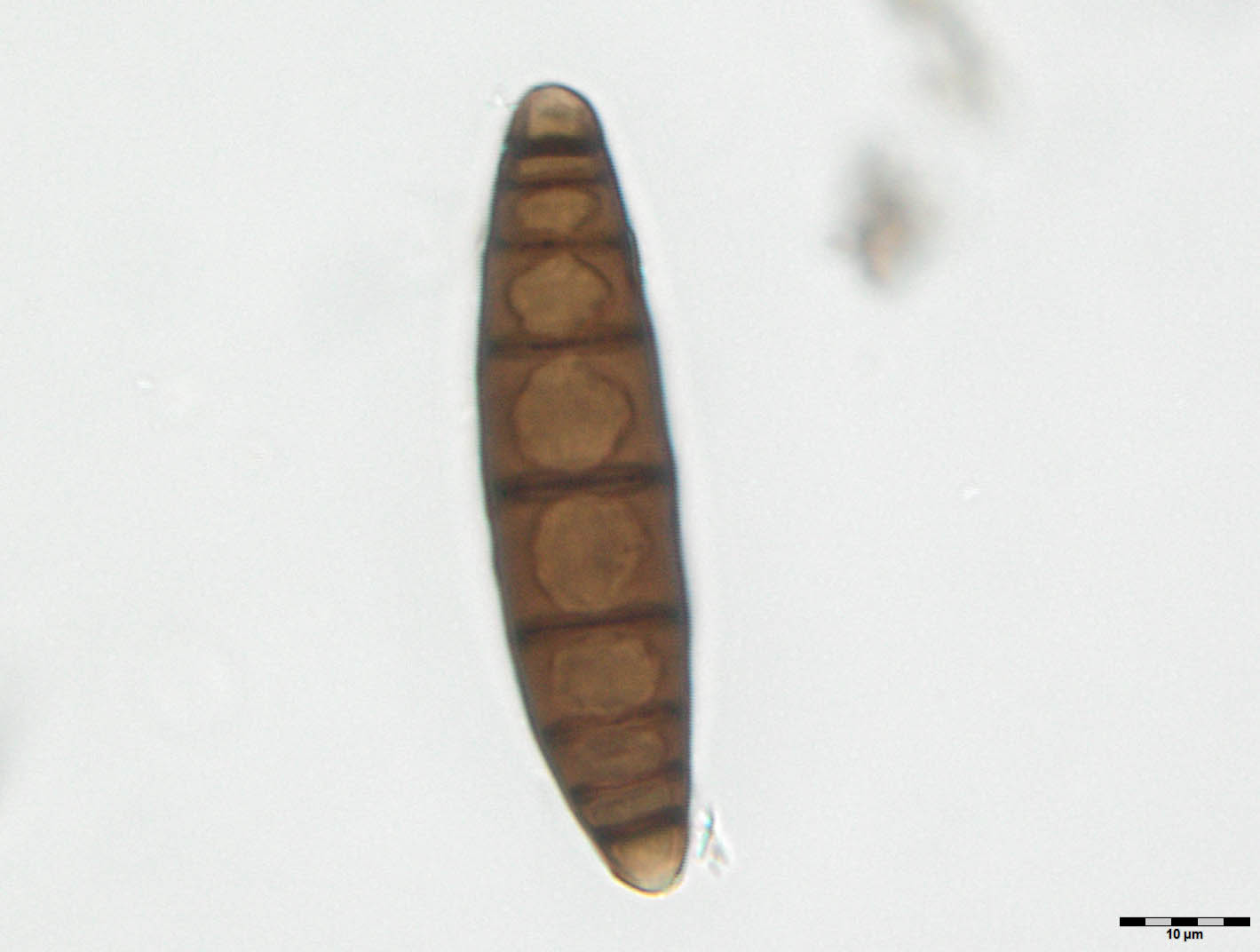 Navicella pileata image