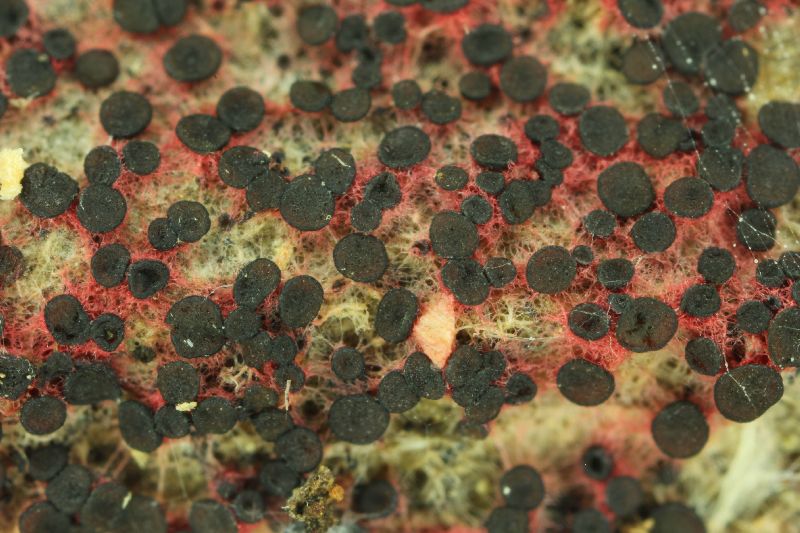 Patinellaria sanguinea image