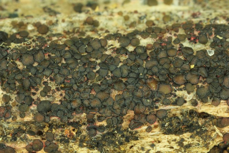 Patinellaria sanguinea image