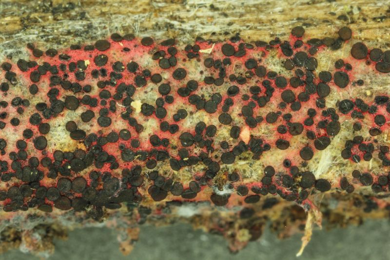 Patinellaria image