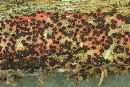 Patinellaria sanguinea image