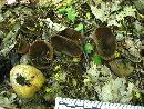Peziza phyllogena image