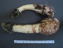 Phallus ravenelii image