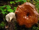 Polyporus melanopus image