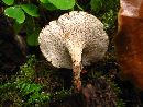 Polyporus guianensis image