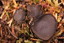 Pseudoplectania episphagnum image