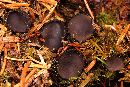 Pseudoplectania episphagnum image