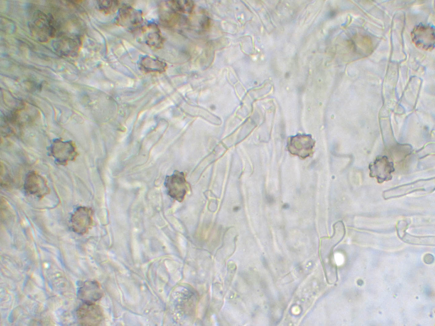 Pseudotomentella tristis image
