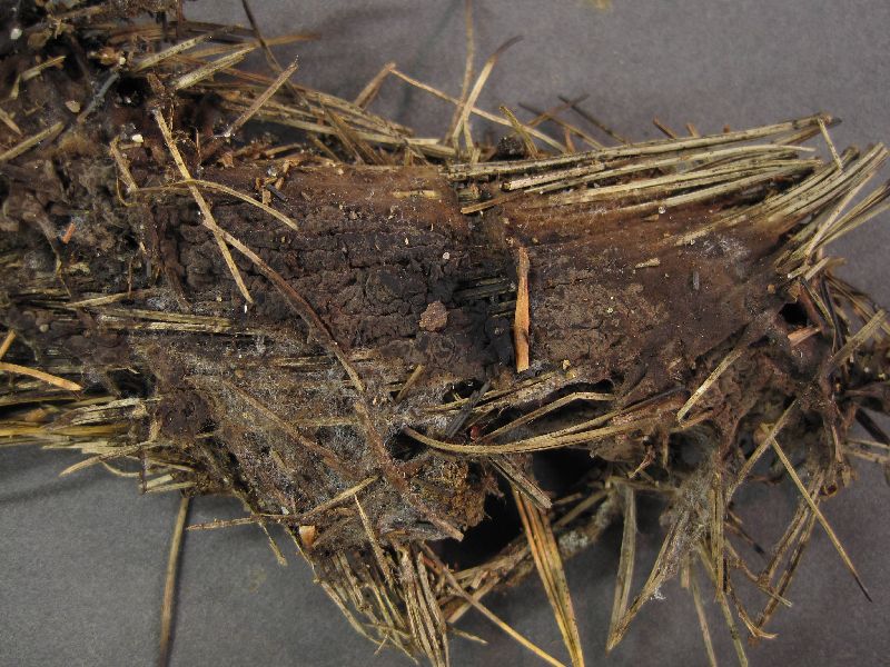 Pseudotomentella tristis image