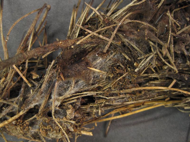 Pseudotomentella tristis image