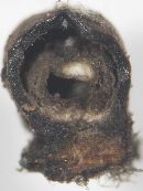 Rosellinia corticium image