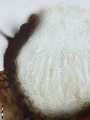 Gibbera pulchella image